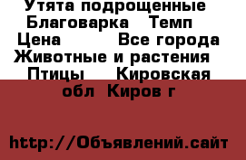 Утята подрощенные “Благоварка“,“Темп“ › Цена ­ 100 - Все города Животные и растения » Птицы   . Кировская обл.,Киров г.